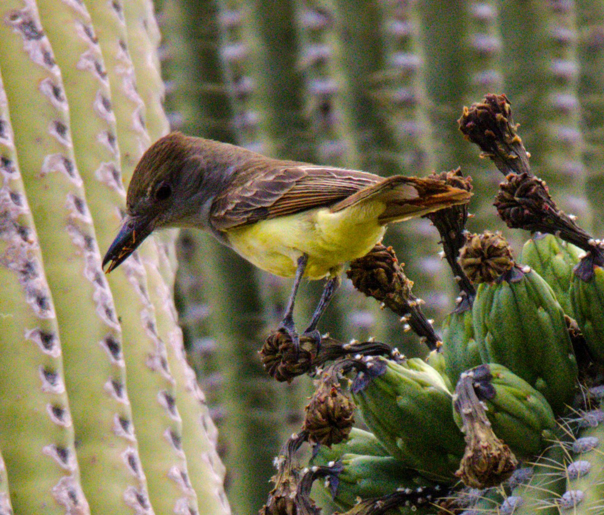 Brown-crested Flycatcher - ML620490464