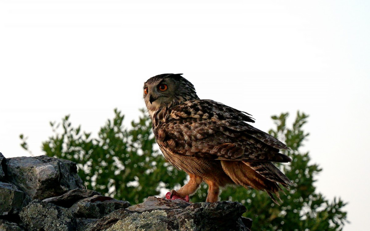 Eurasian Eagle-Owl - ML620490466