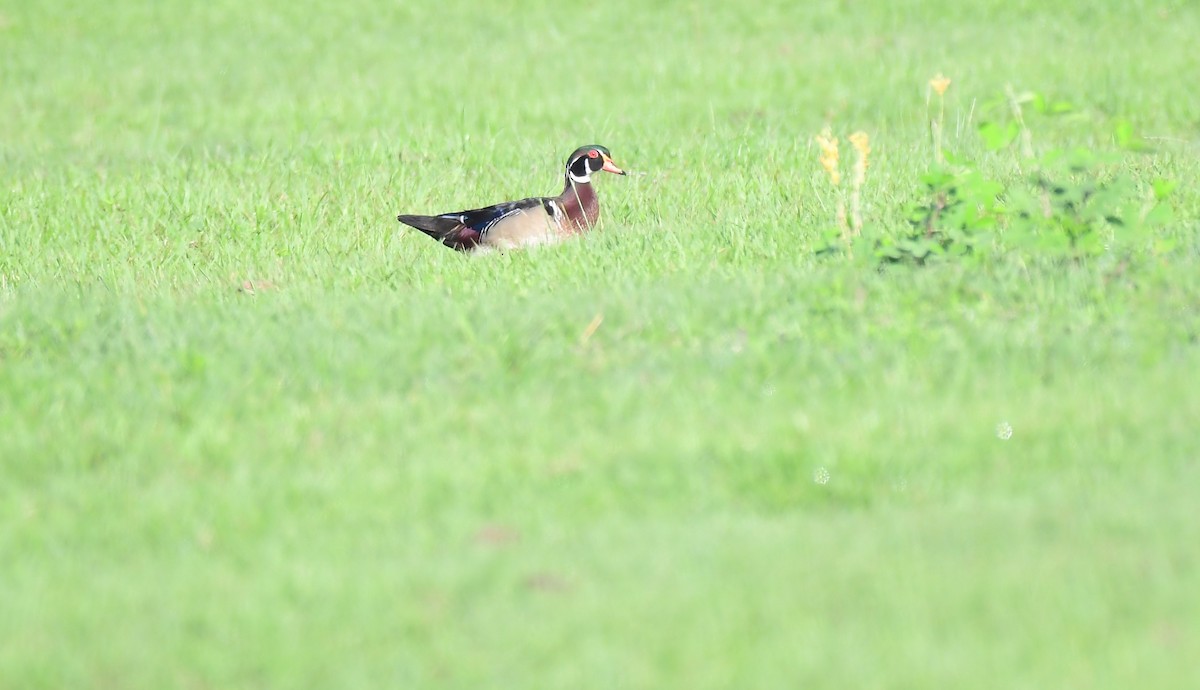 Wood Duck - ML620490469