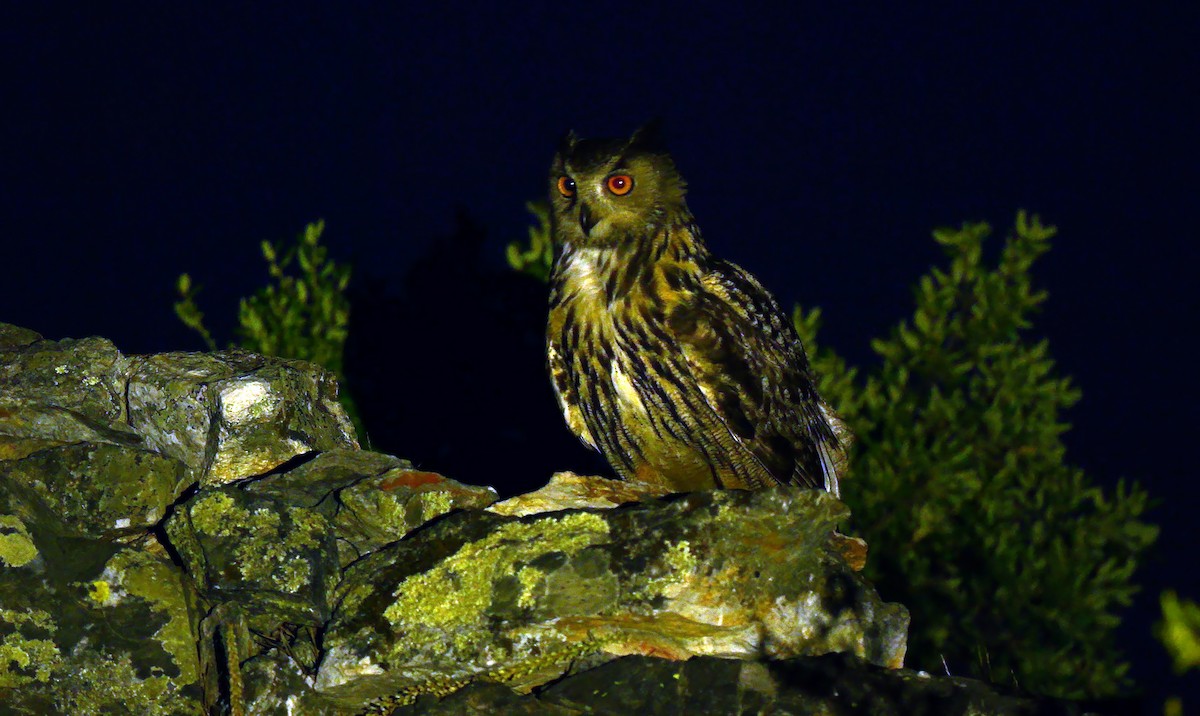 Eurasian Eagle-Owl - ML620490471