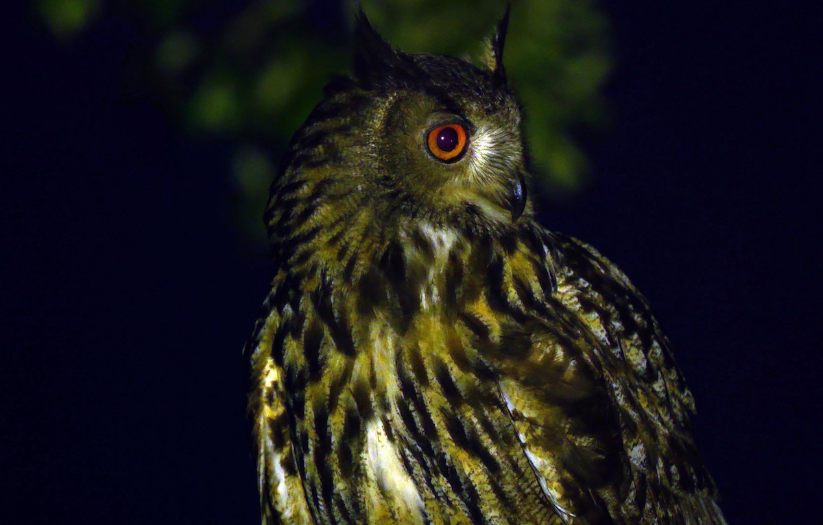 Eurasian Eagle-Owl - ML620490475