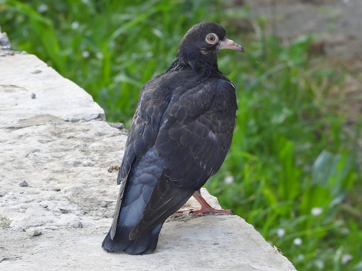 Rock Pigeon (Feral Pigeon) - ML620490476