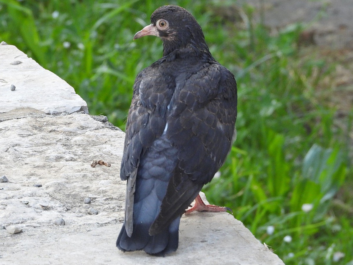 Rock Pigeon (Feral Pigeon) - ML620490477
