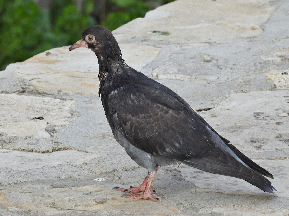 Rock Pigeon (Feral Pigeon) - ML620490478
