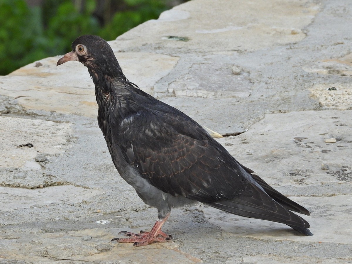 Rock Pigeon (Feral Pigeon) - ML620490479