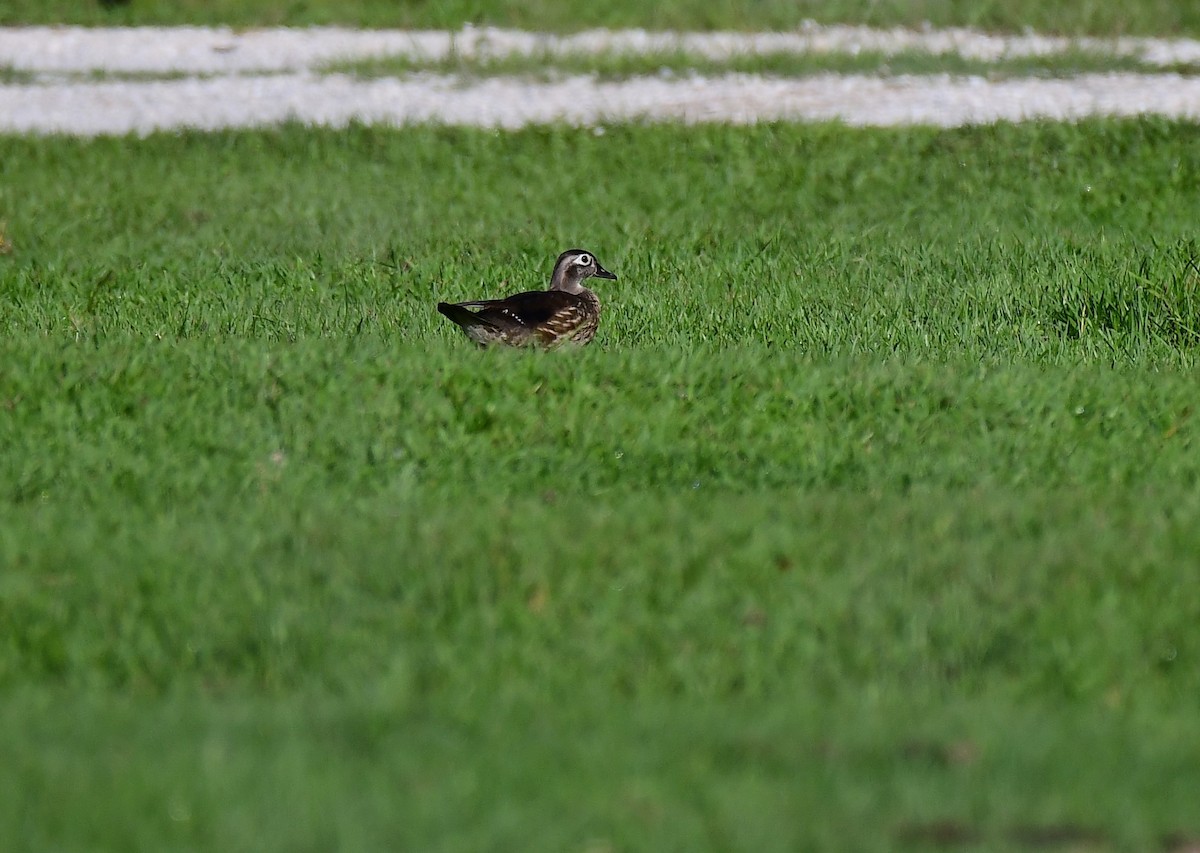 Wood Duck - ML620490487