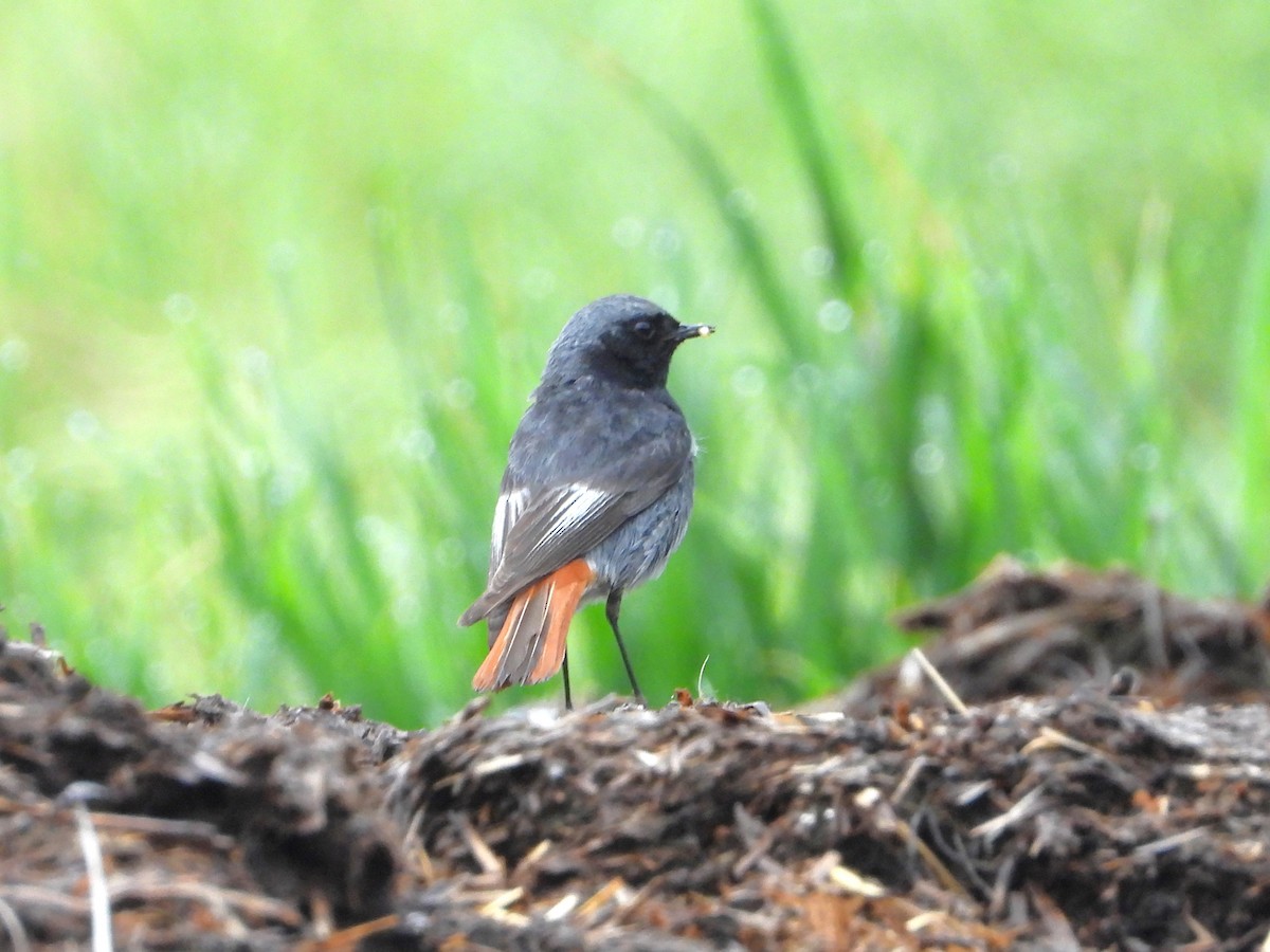 Black Redstart - ML620490492