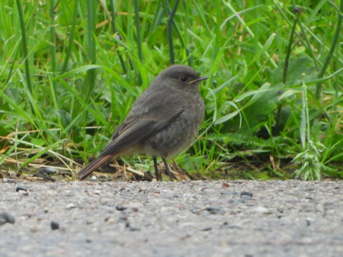 Black Redstart - ML620490493