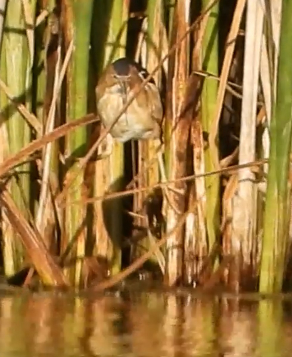 Least Bittern - ML620490498