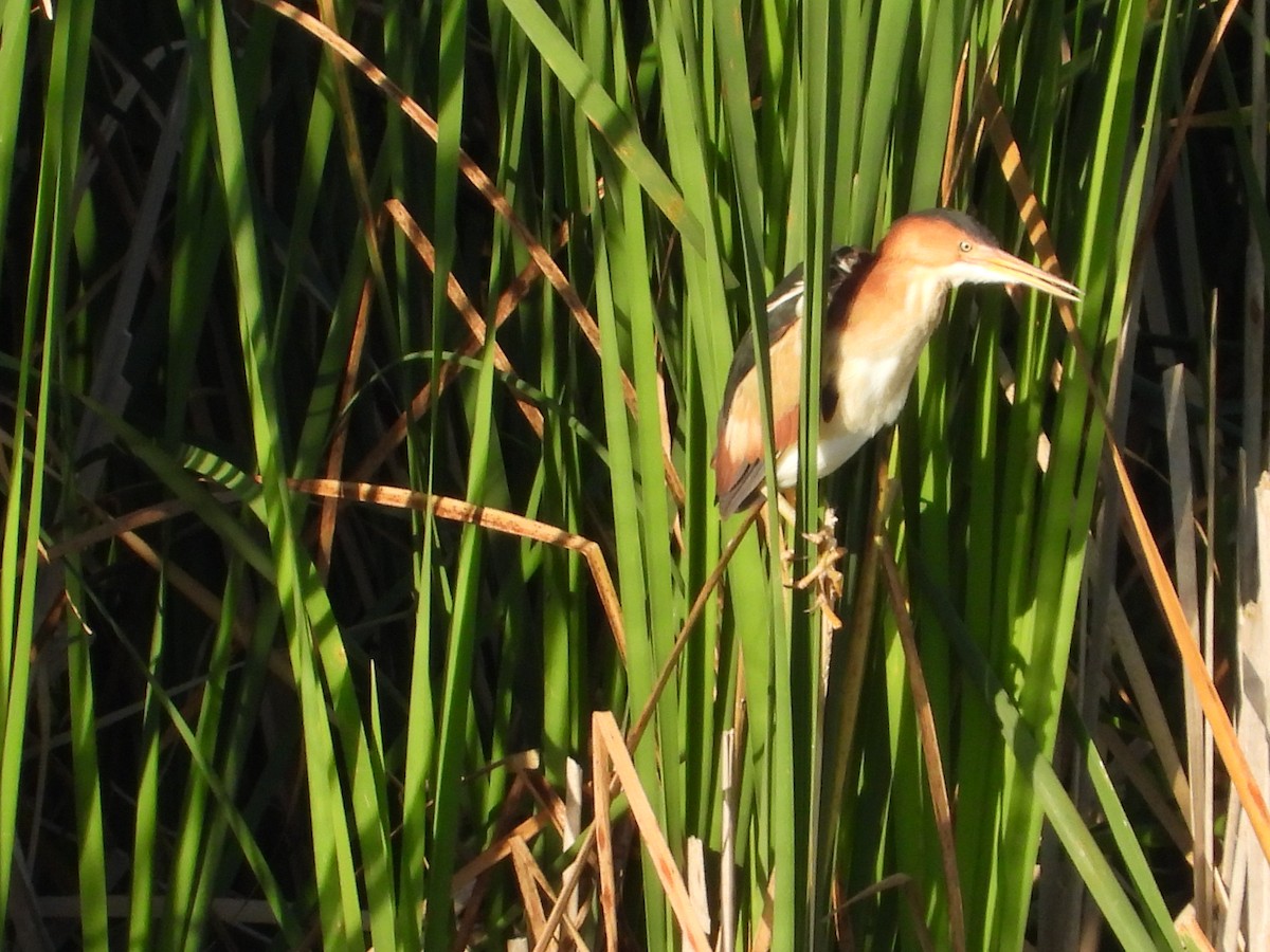 Least Bittern - ML620490499