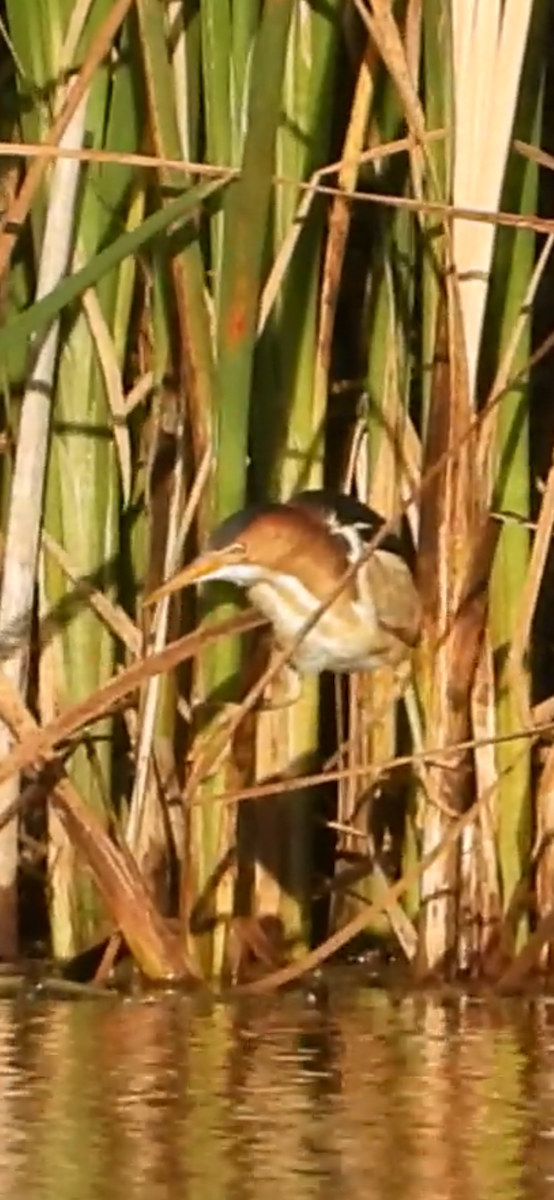 Least Bittern - ML620490504