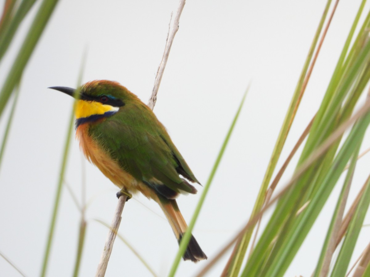 Blue-breasted Bee-eater - ML620490506