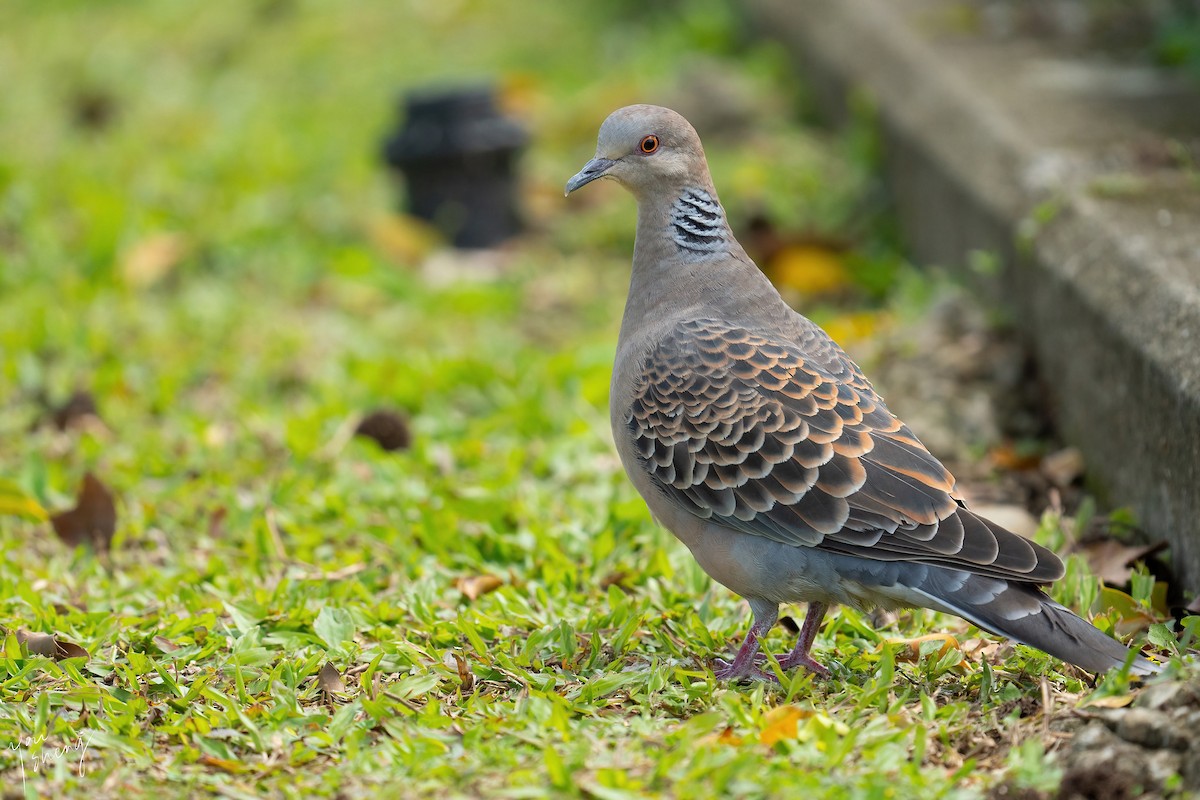 Oriental Turtle-Dove - ML620490512