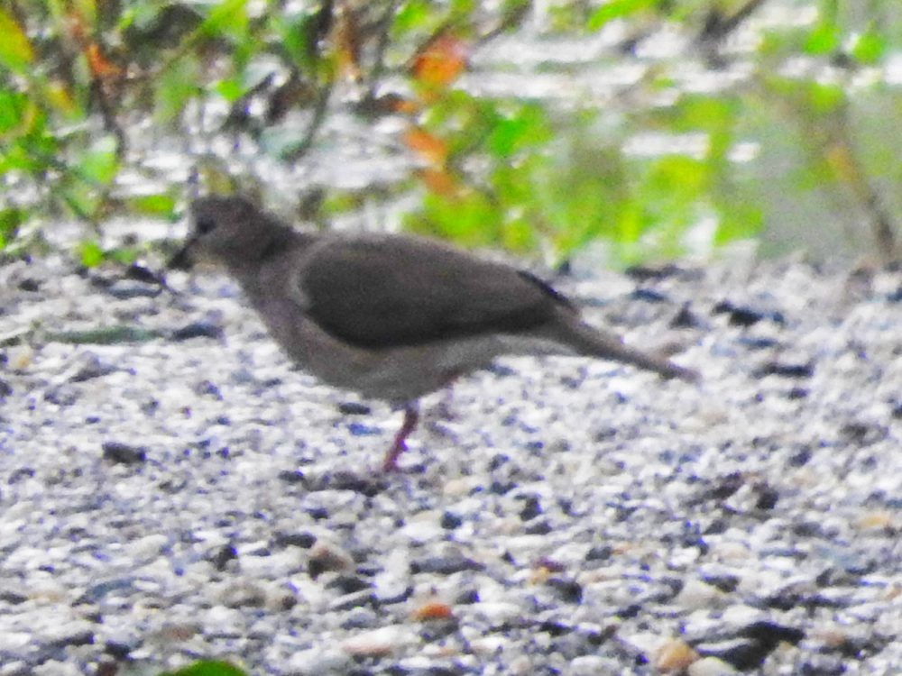 White-tipped Dove - ML620490513