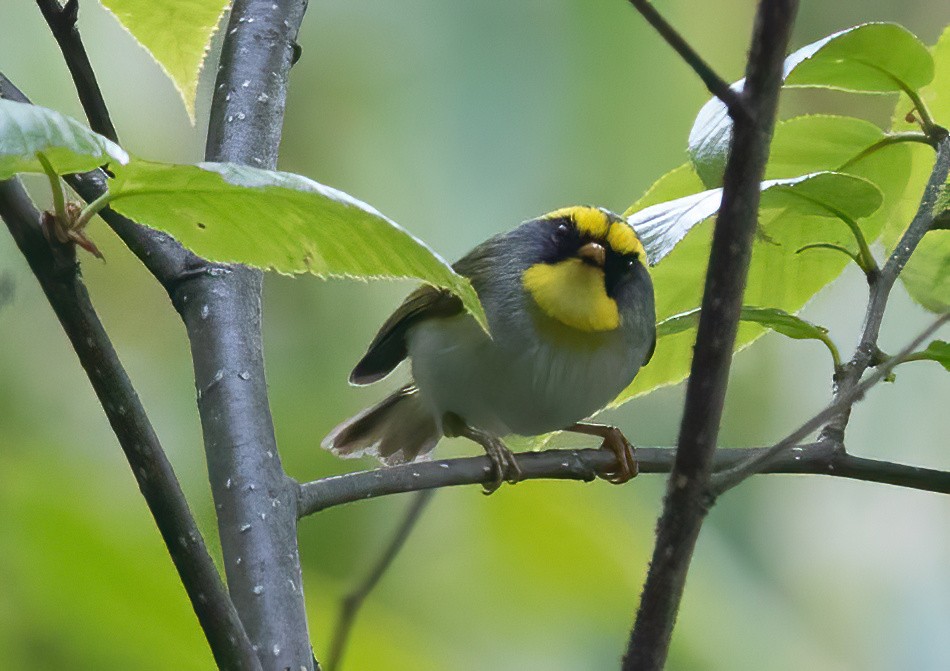 Black-faced Warbler - ML620490522