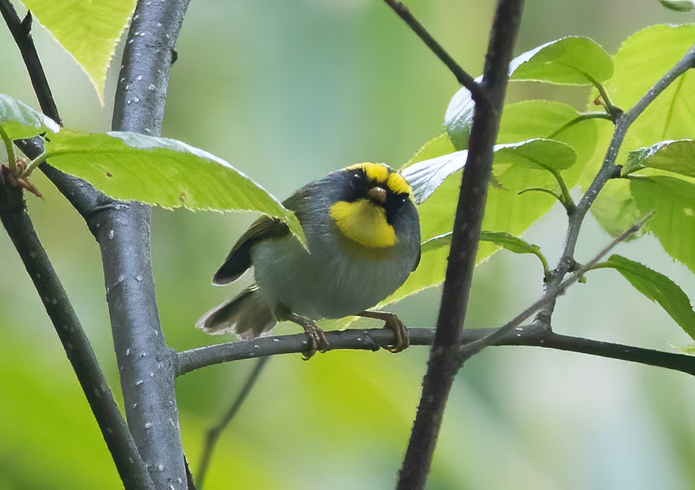 Black-faced Warbler - Sathyan Meppayur