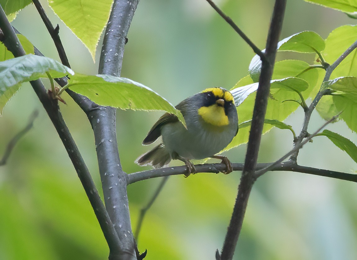 Black-faced Warbler - ML620490524