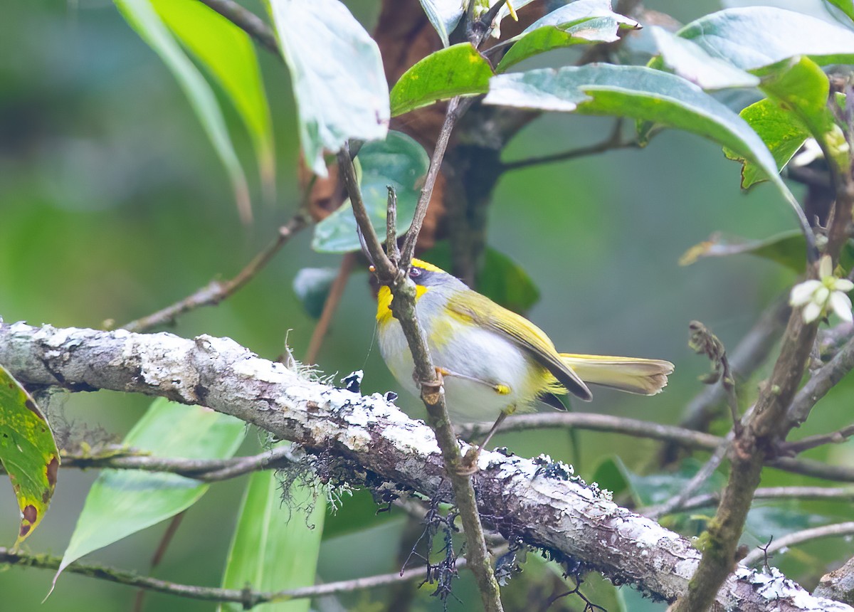 Black-faced Warbler - ML620490525