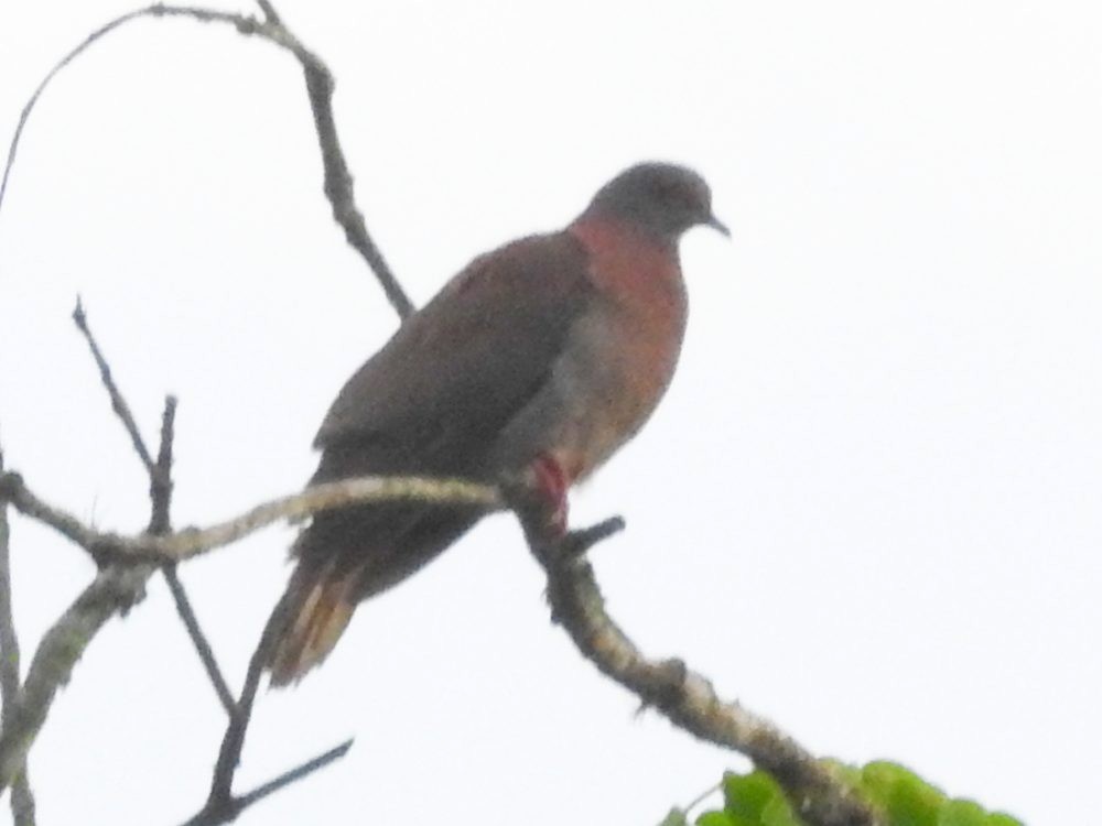 Pale-vented Pigeon - Fernando Nunes