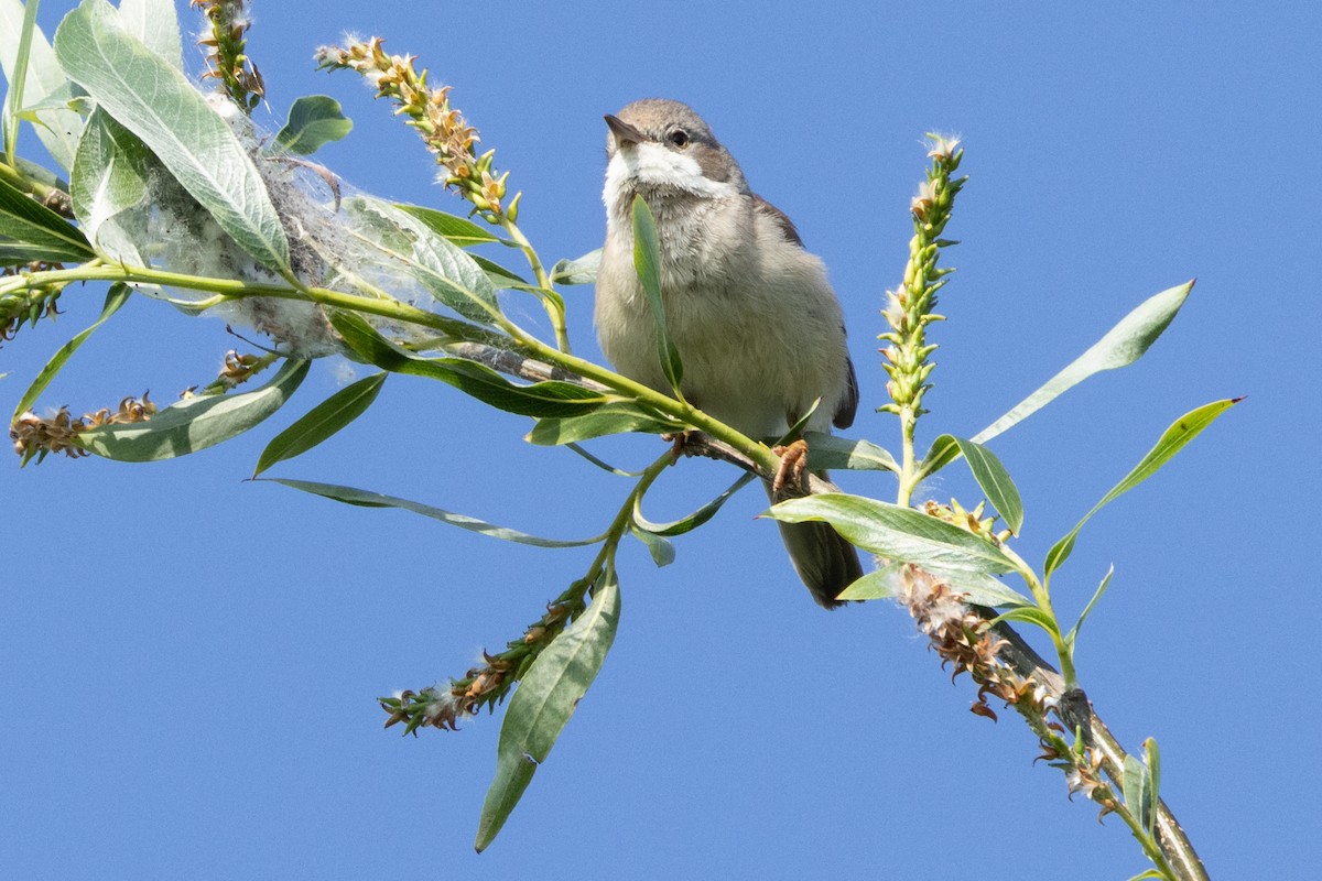 Greater Whitethroat - Jon White