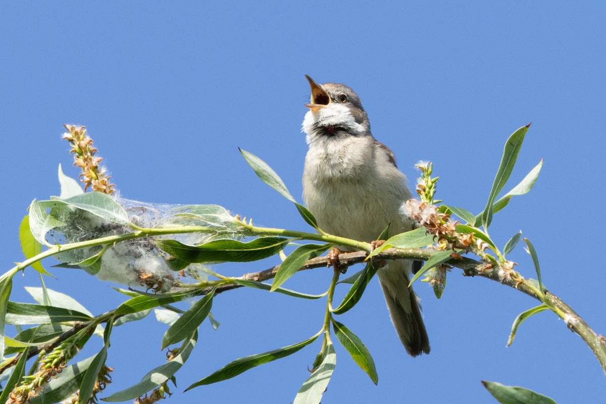 Greater Whitethroat - ML620490529