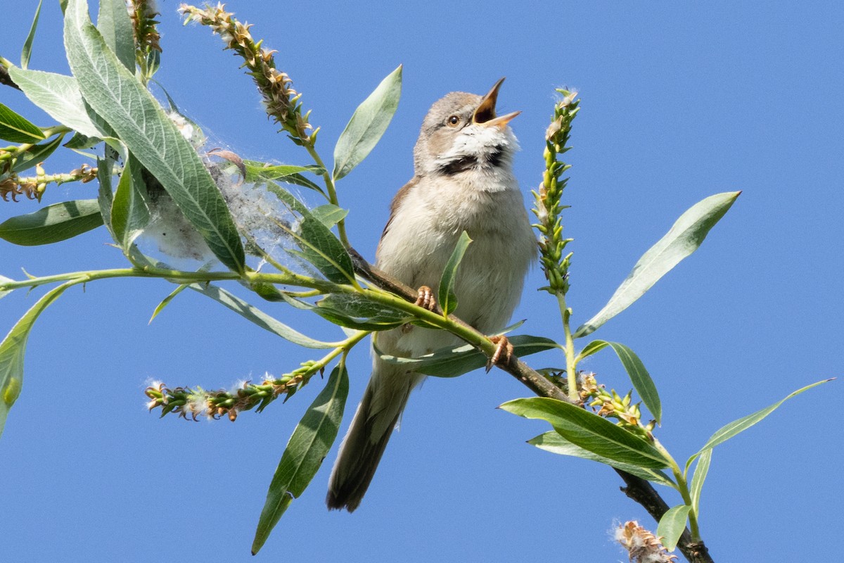 Greater Whitethroat - ML620490530