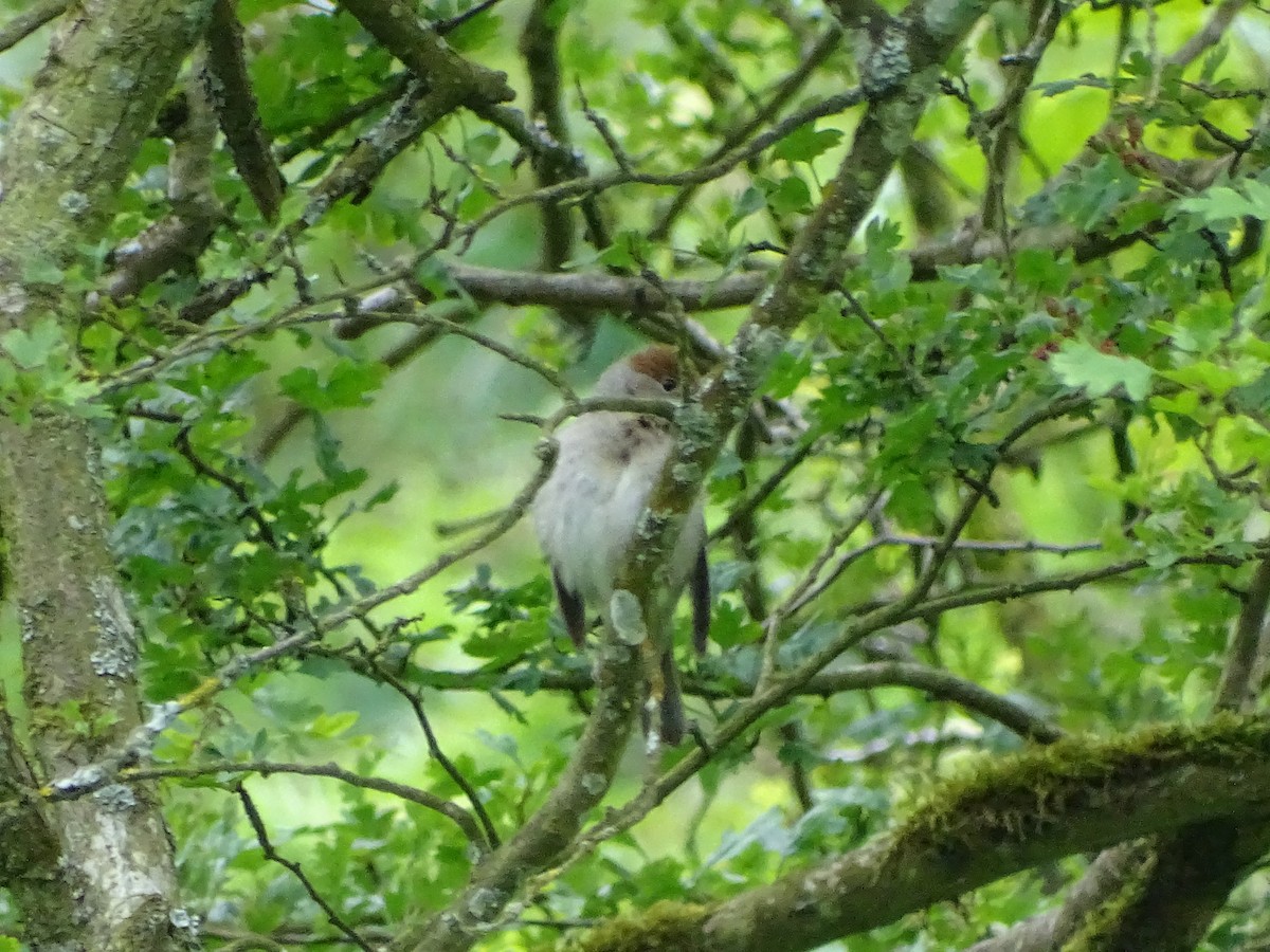 Eurasian Blackcap - ML620490534