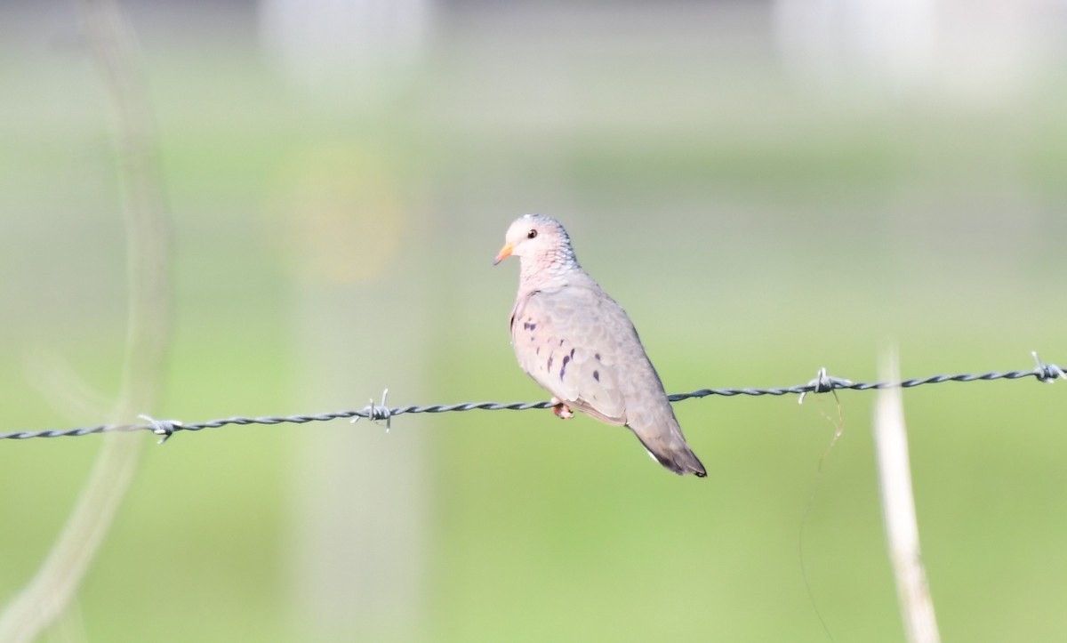 Common Ground Dove - ML620490535