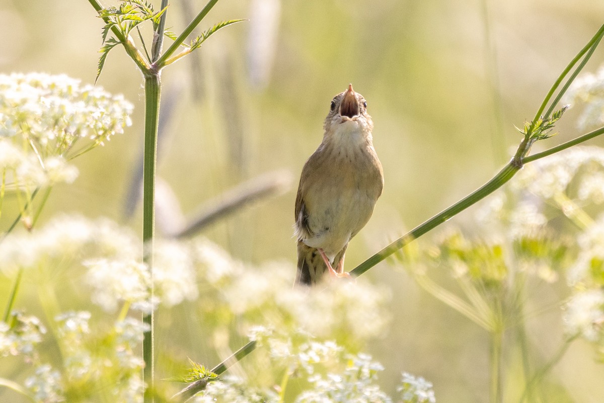 Common Grasshopper Warbler - ML620490537