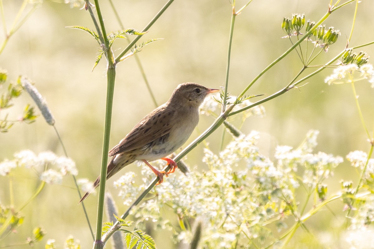 Common Grasshopper Warbler - ML620490539