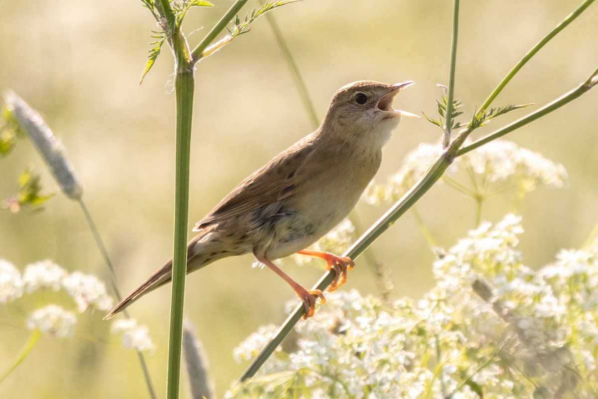 Common Grasshopper Warbler - ML620490540