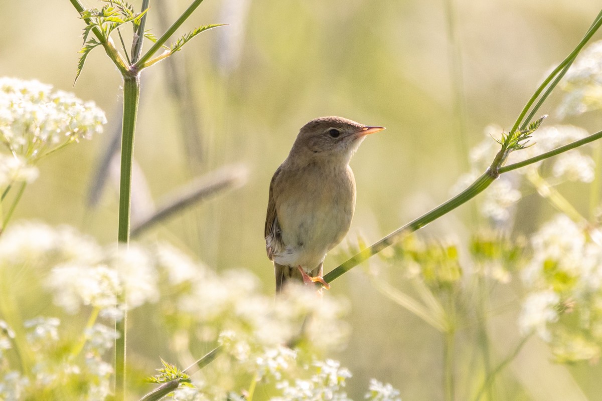 Common Grasshopper Warbler - ML620490541