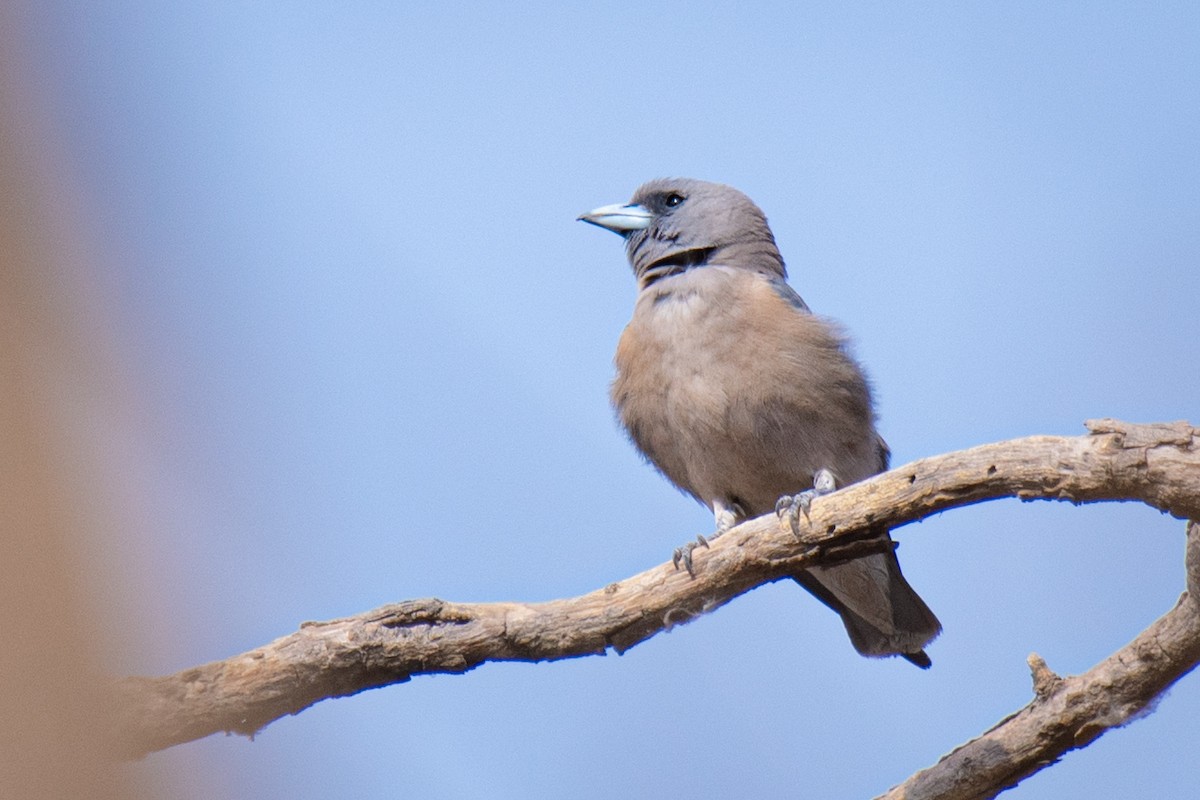 Ashy Woodswallow - ML620490546