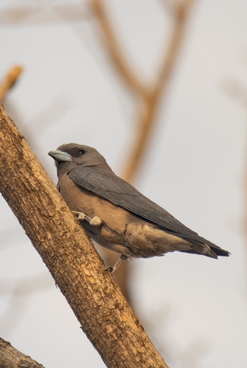 Ashy Woodswallow - ML620490547