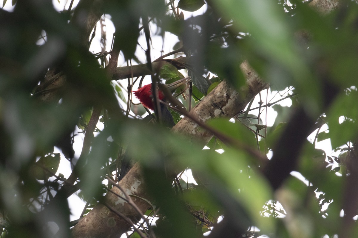 Crimson-crested Woodpecker - ML620490570