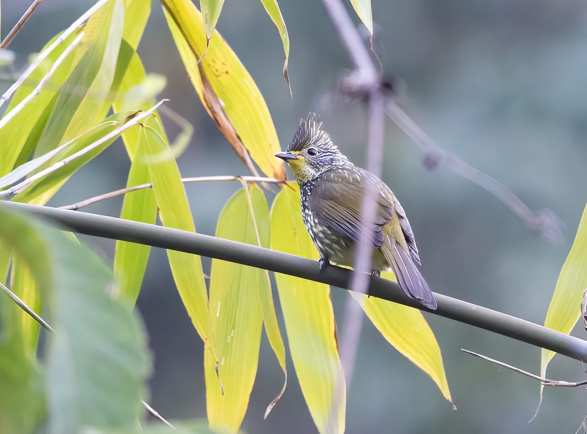 Bulbul Estriado - ML620490579