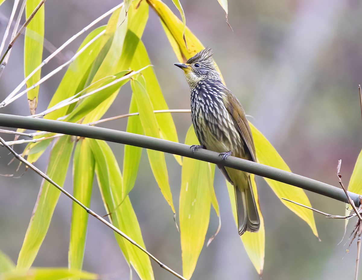 Bulbul Estriado - ML620490582