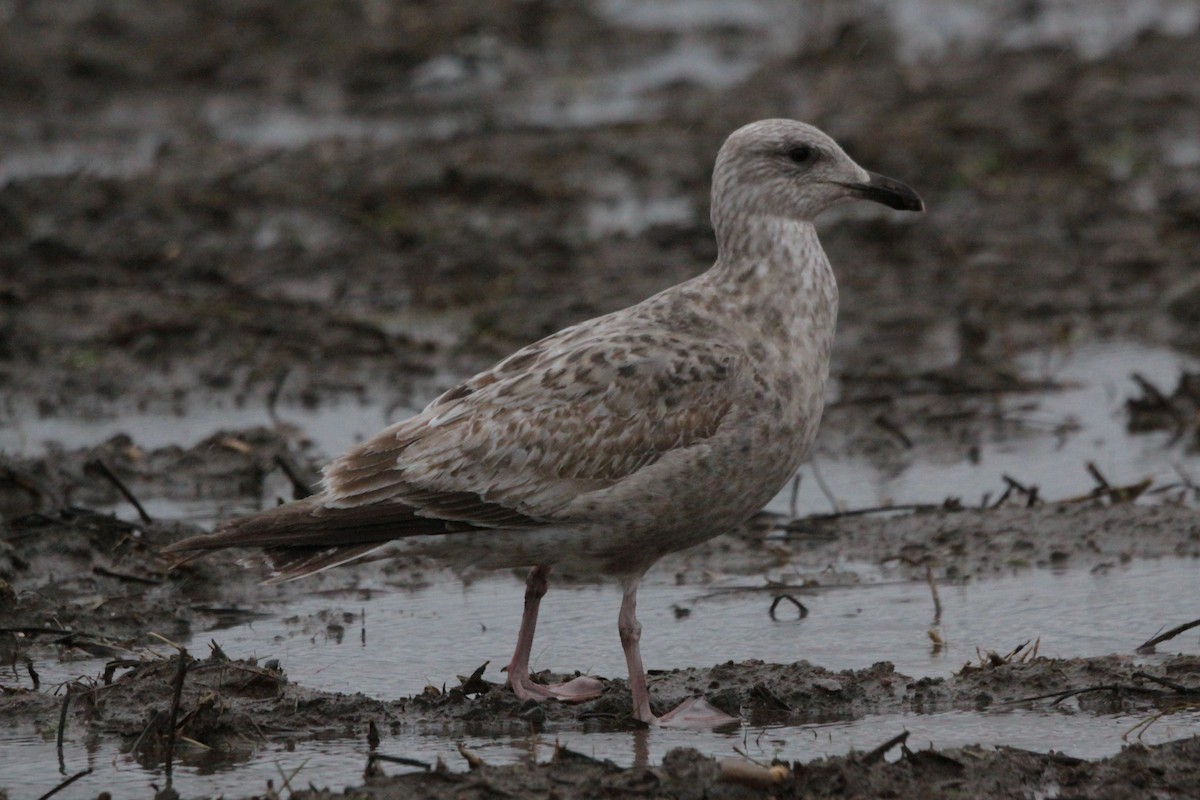 Herring Gull (Vega) - ML620490584