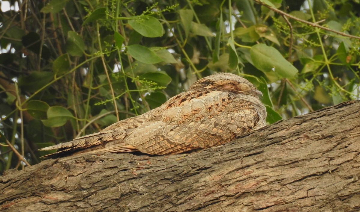 Jungle Nightjar - ML620490594