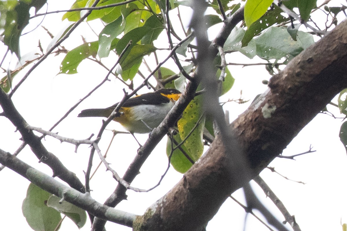 Yellow-backed Tanager - ML620490597