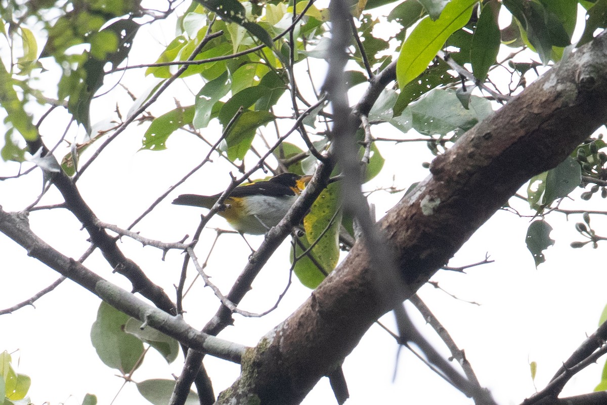 Yellow-backed Tanager - ML620490598