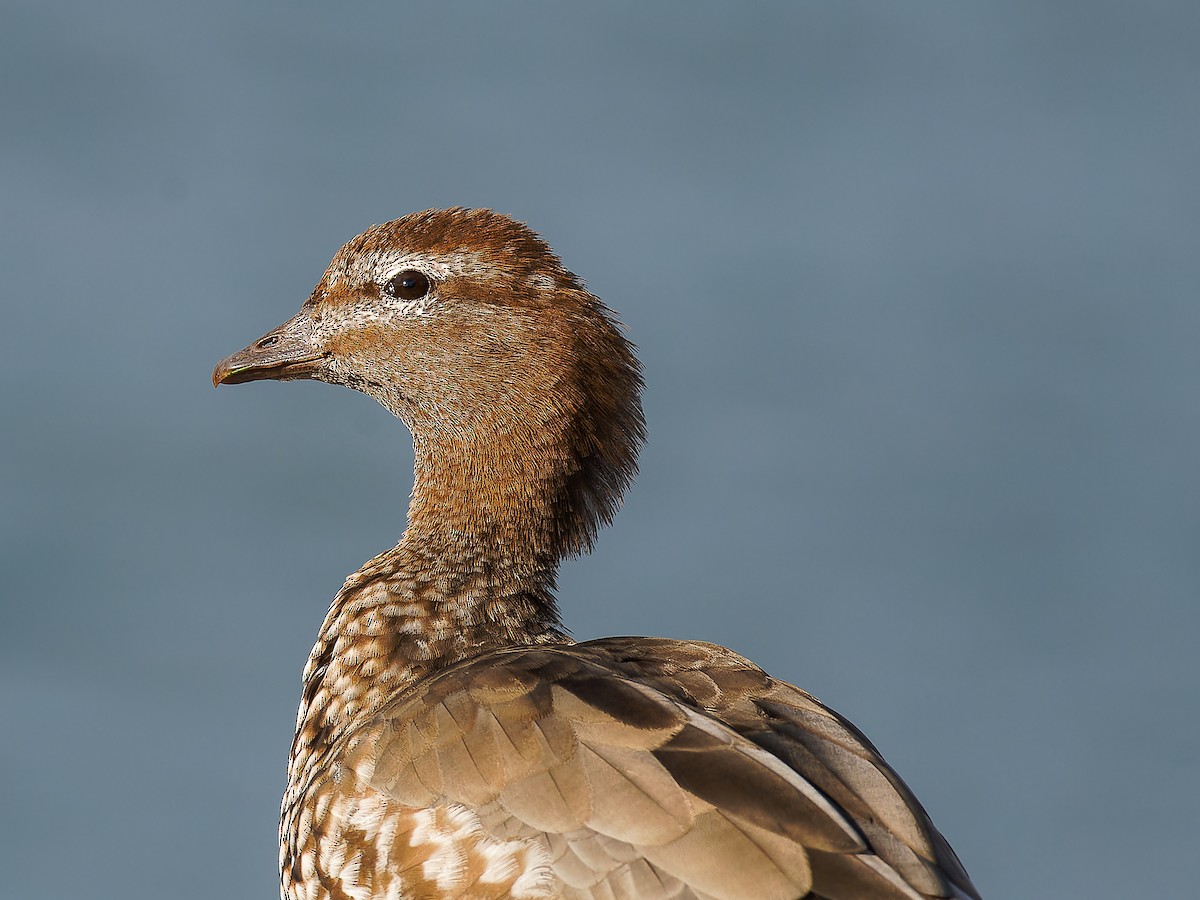 Canard à crinière - ML620490614