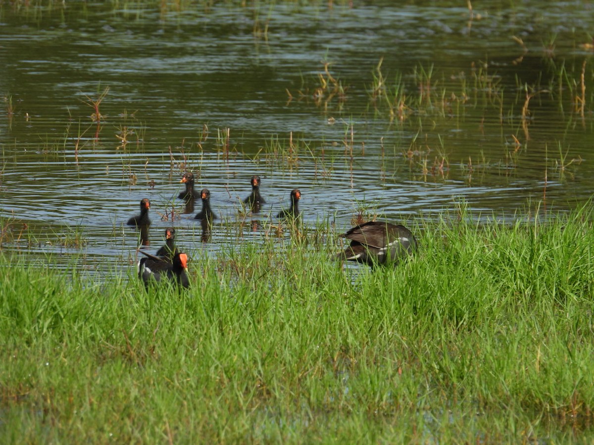 Common Gallinule - ML620490618