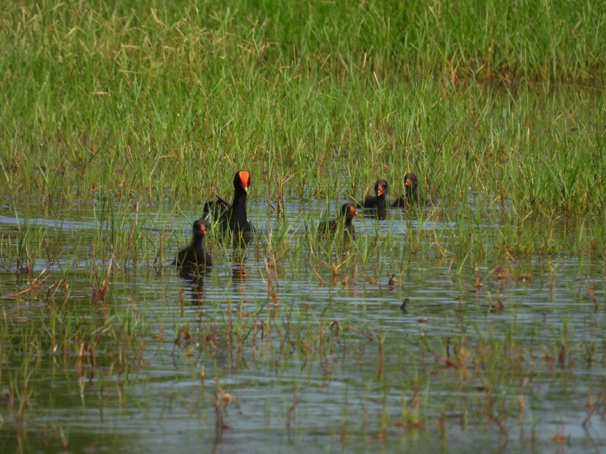 Common Gallinule - ML620490620