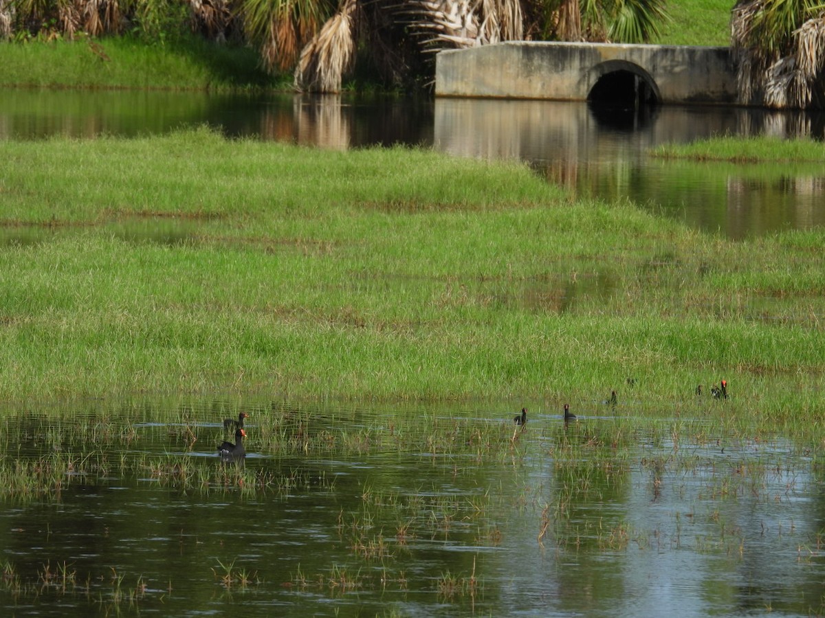 Common Gallinule - ML620490621