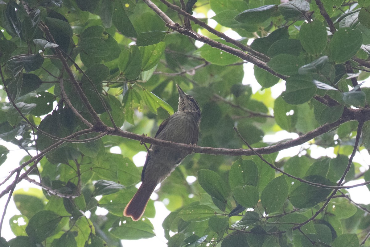 Chestnut-winged Hookbill - ML620490624