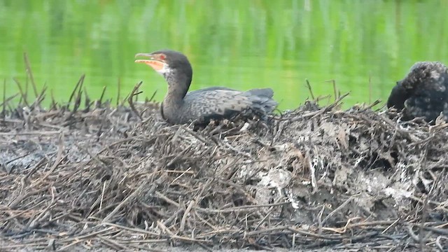 Cormorán Africano - ML620490626