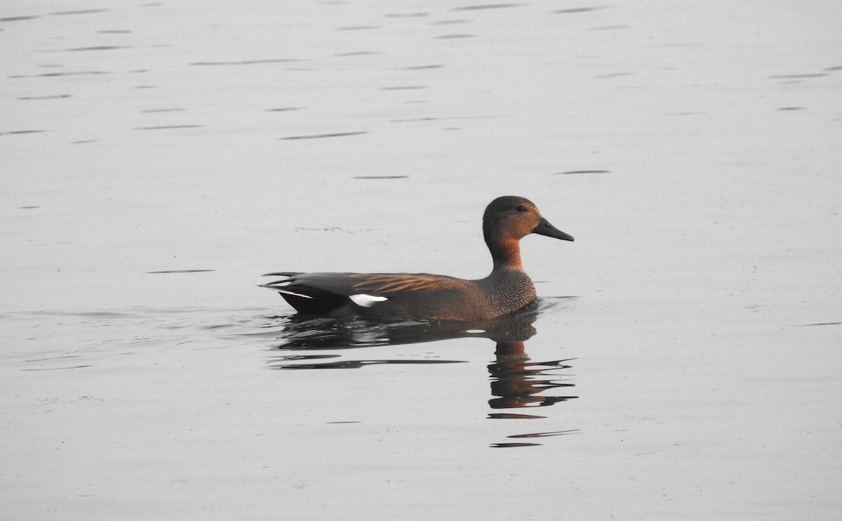 Gadwall - ML620490627