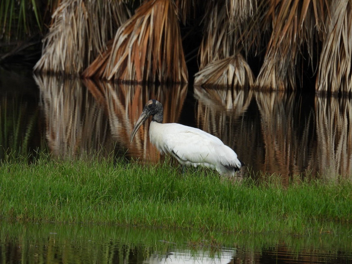 Wood Stork - ML620490628