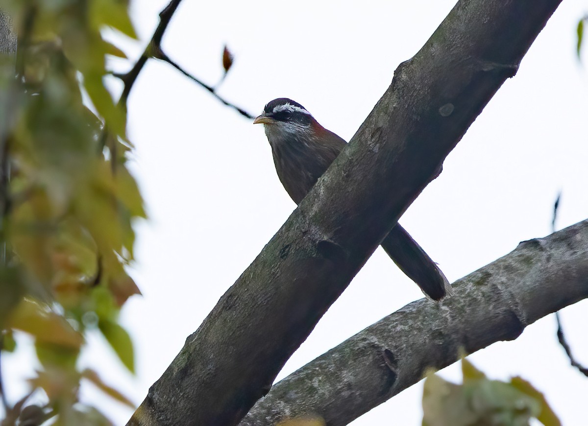 Streak-breasted Scimitar-Babbler - ML620490631